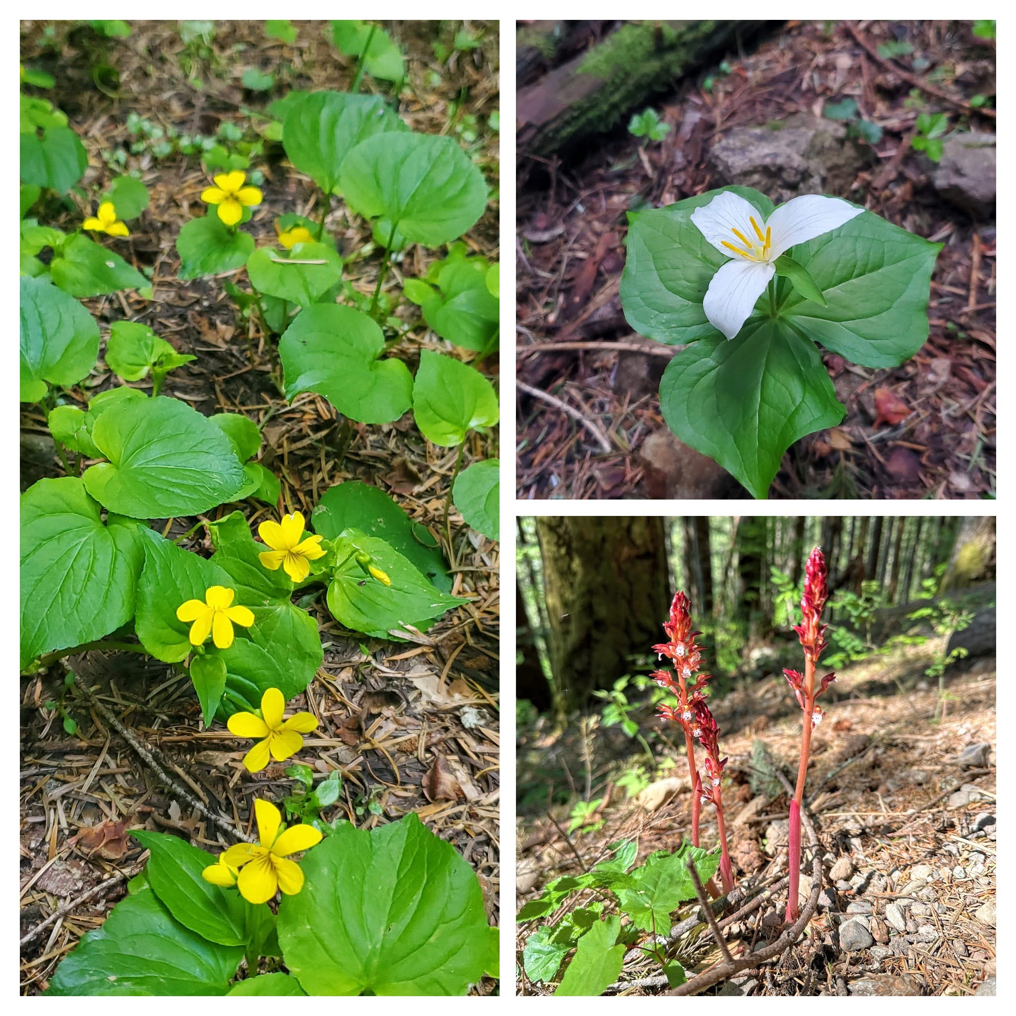 East Peak, Rattlesnake Ledge, Rattlesnake Mountain — Washington Trails